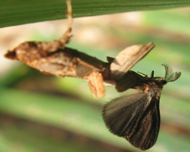 Adult male Metisa plana moth