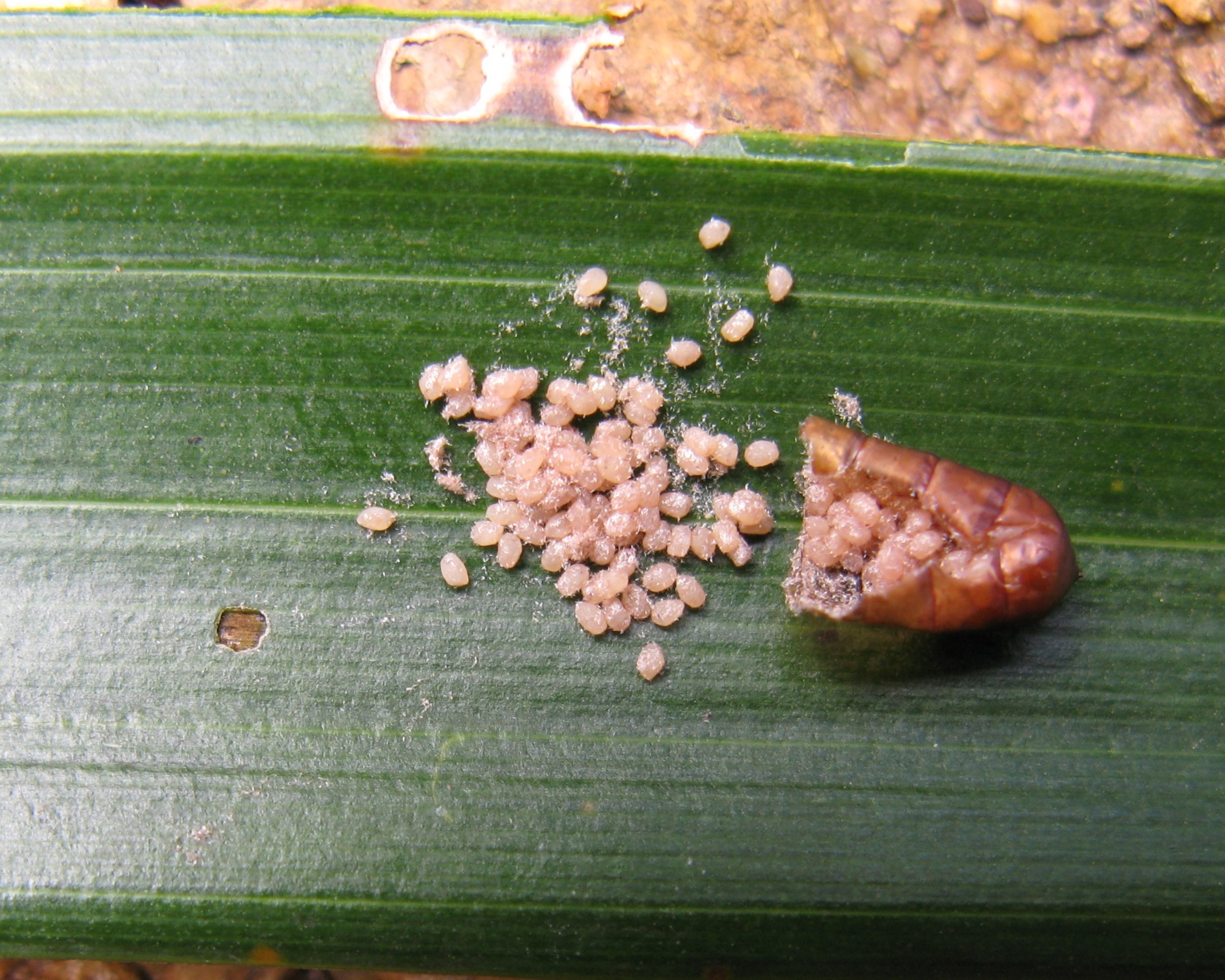 Metisa plana eggs