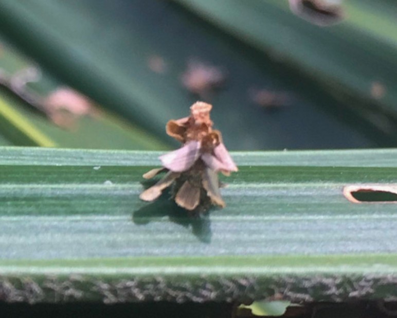 Metisa plana larva in its protective bag