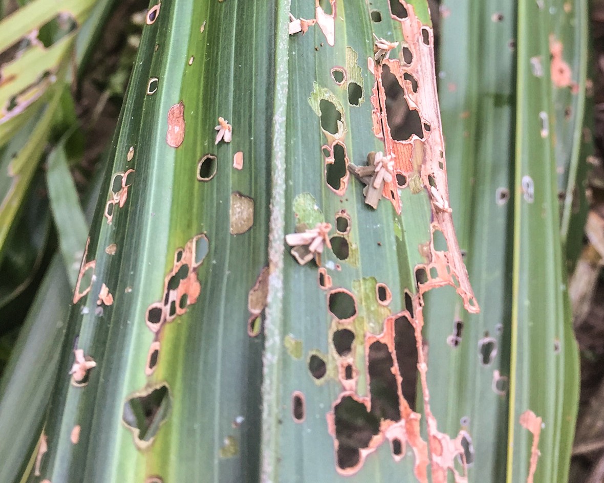 Holes and skeletonisation on oil palm leaflets eaten by Metisa plana larvae