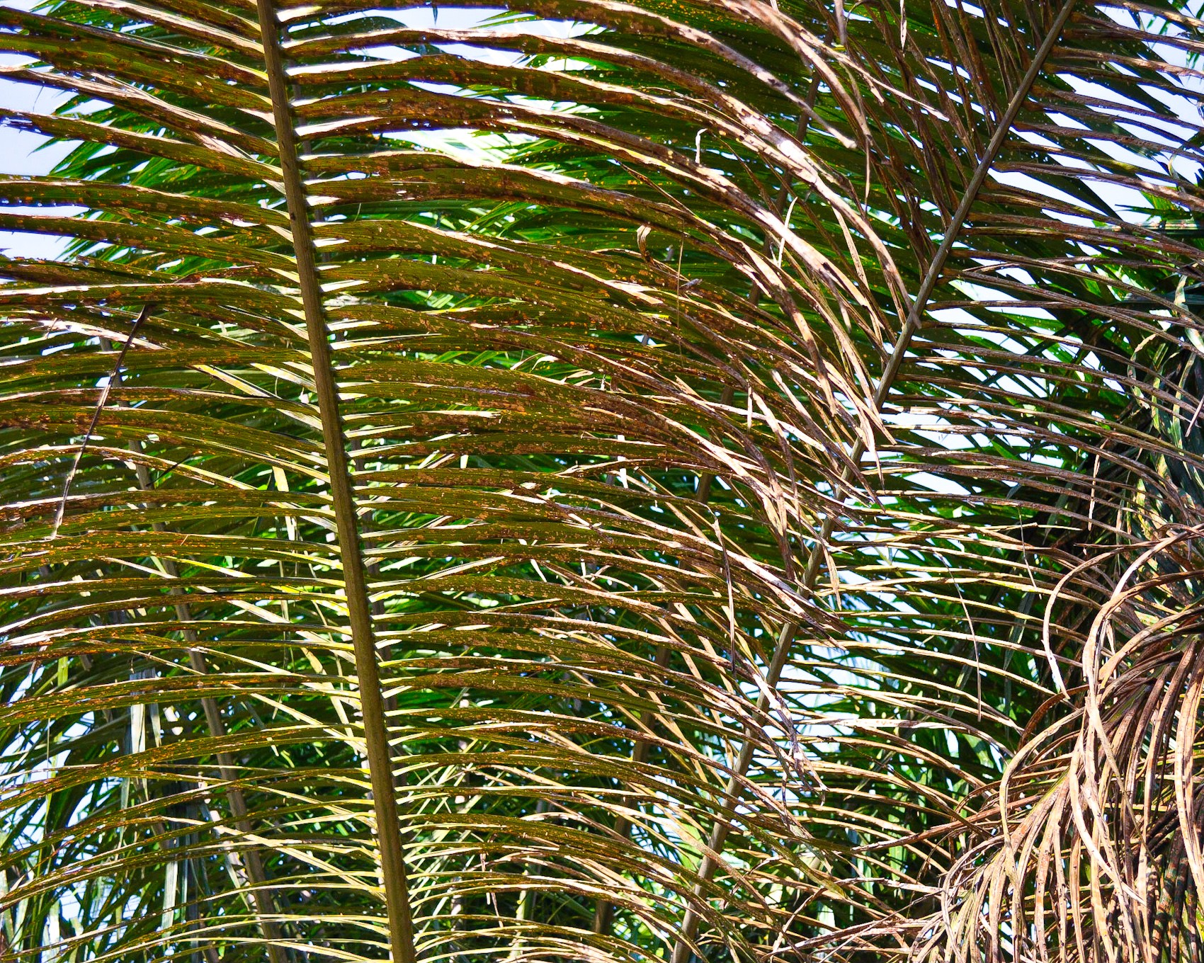Browning and desiccation of oil palm fronds during a Metisa plana outbreak