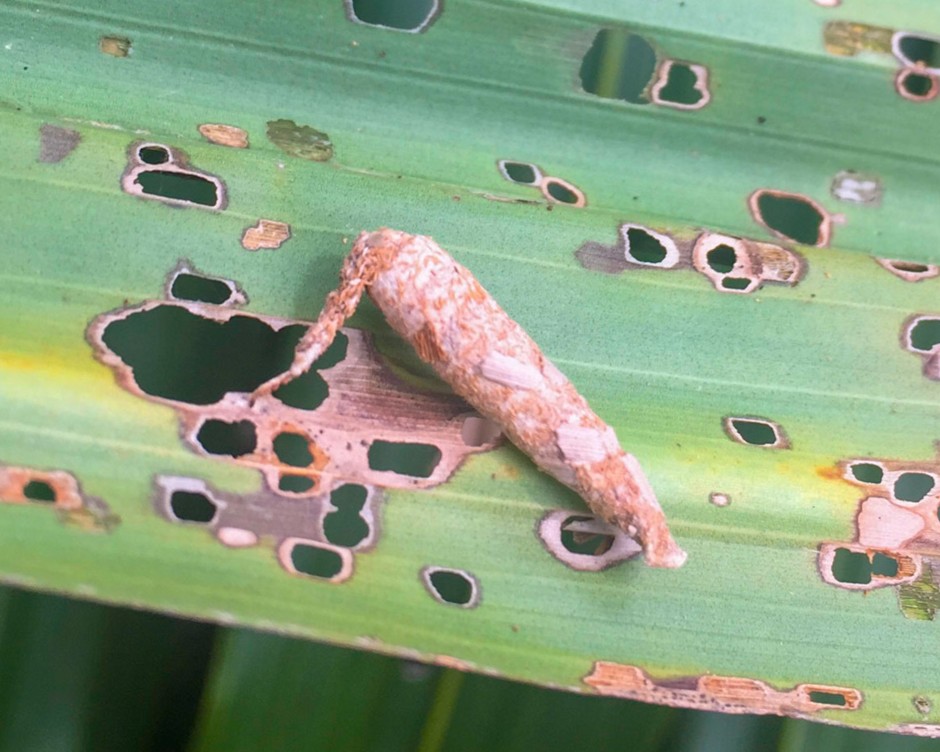 Metisa plana pupal case on a damaged leaf
